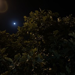 قالوا يحبّك .. قلت هذا هو الوييييل