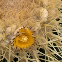 First One - Testination