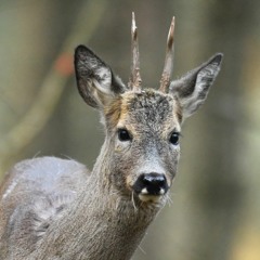 Roe deer barking sound