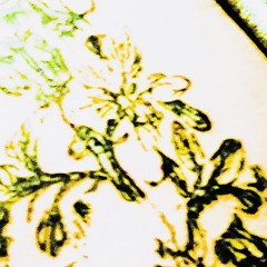 orchid freeroam [demo]