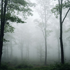 Shadows in the Silence