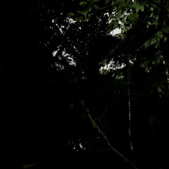 Tesoro - Night at Casa Guayacan