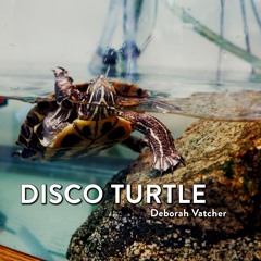 DISCO TURTLE