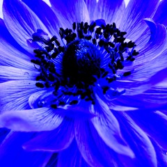 Dark Flower Drone