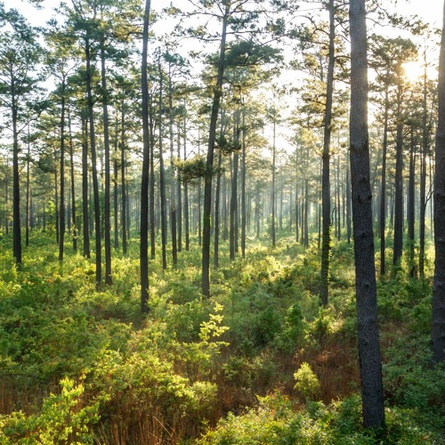 'Voices of a Flyway' Soundscapes: Dawn in the Piney Woods