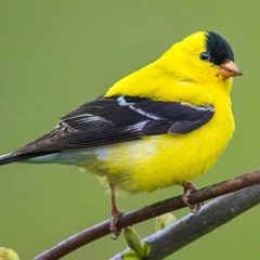 New Jersey State Bird (Goldfinch)