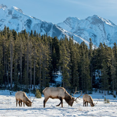 powfu lofi type beat (blue eyes for a blue summer)