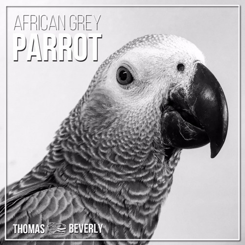 SD22 African Grey Parrot