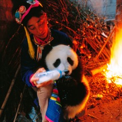 Panda Eating Bamboo - Sichuan, China