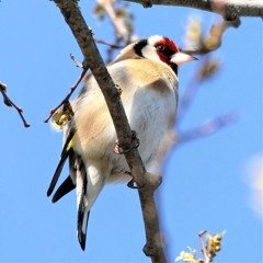 Chardonneret Élégant