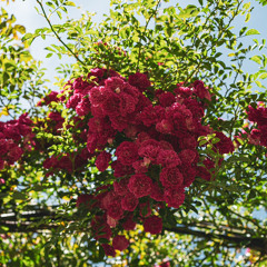 Dune (Prod. by Pacific)