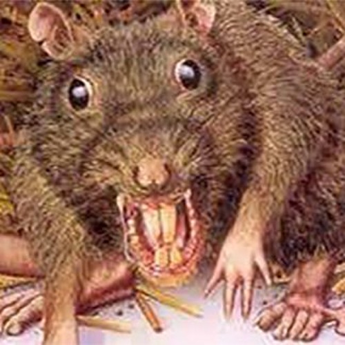 RatboyCutz Audio Snippet