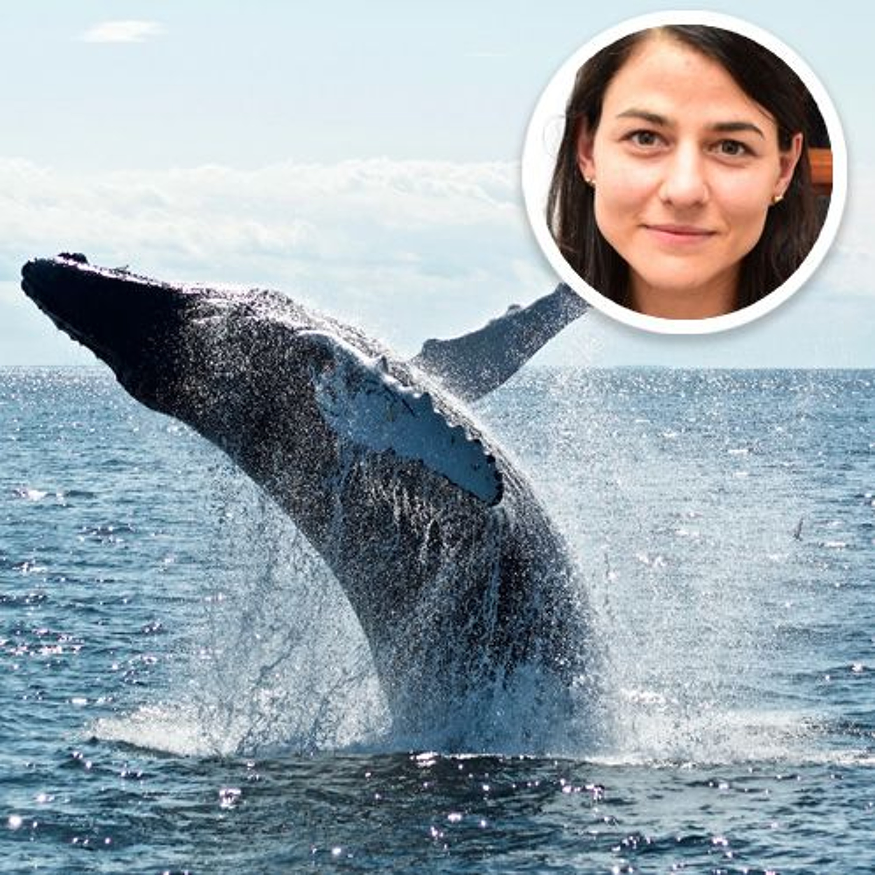 Activités nautiques : Le non-respect de nos lois et le harcèlement de nos baleines et dauphins...