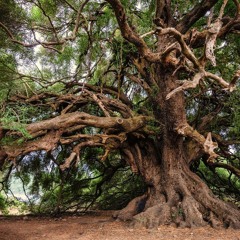 Streak Tree