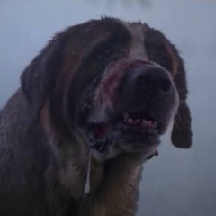 CUJO (DIRECT DL)