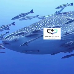 Crypto Face — Up n Down