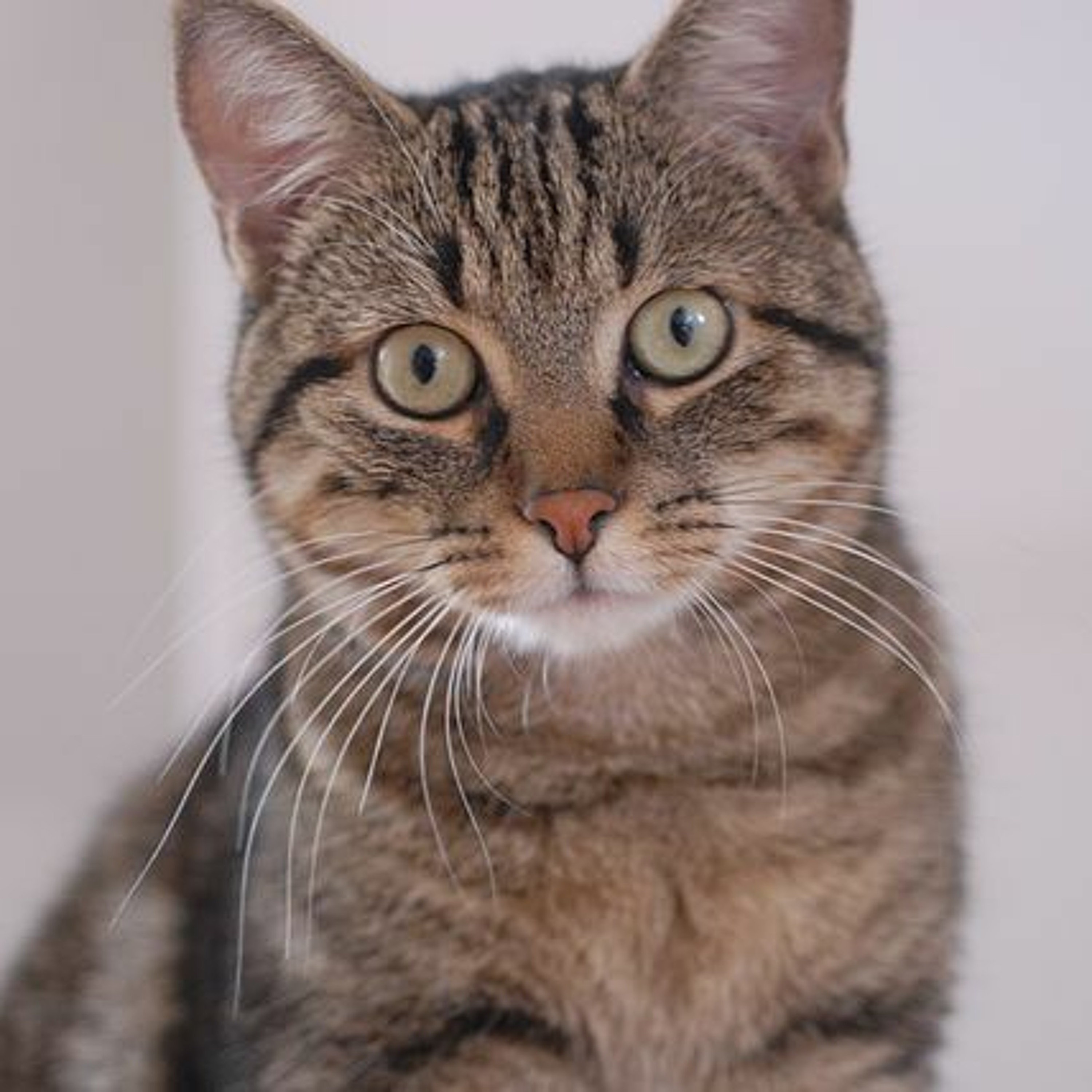 Le podCat