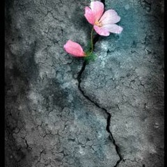 بقيّة الورد