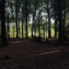 Forest is calling