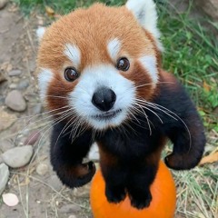 広告の街 sora Tob Sakana