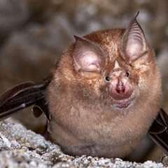 Blind As A Bat prod Envyother 😡😡😡