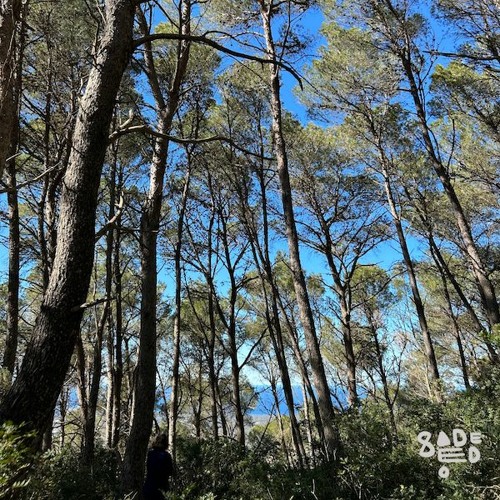 Open Sesame 039 - Sadeedo