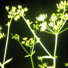 peteralt2000 & Goodnite Adam "Angel Dust"