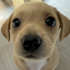 thôi em đừng nặng lòng anh ta