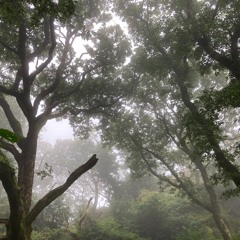 Flavioparmelia - Simon Whitehead