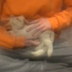 Bojack Horseman Cover (feat. Ally Fairman)