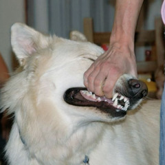biting flows