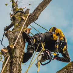 The Arborist Advantage: Keeping Trees and Landscapes Healthy