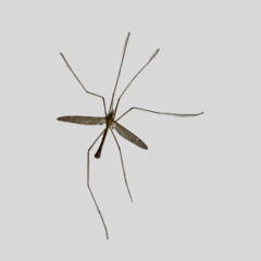 switch (prod. noluck)