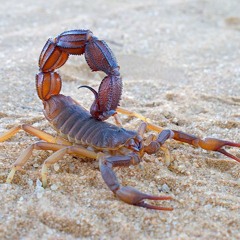 Mc-303, Td-3 - Scorpion