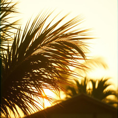 Late Sunlight