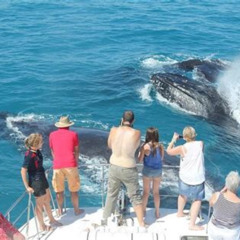 Best Halfday Whale Watching Sunset Cruise From Broome Tours Review