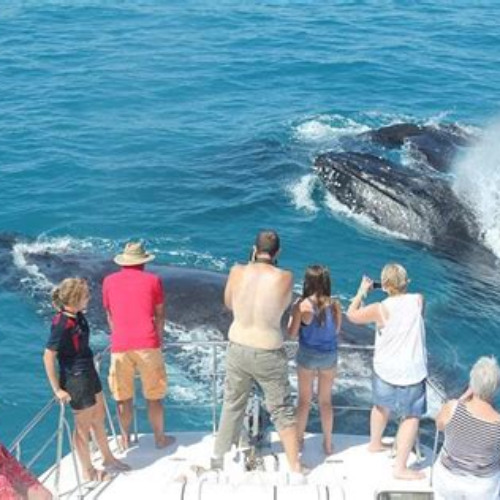 Best Halfday Whale Watching Sunset Cruise From Broome Tours Review