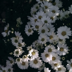 Dots and dashes (Silversun Pickups)- Cherlia prod by elemator