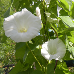 Sri Radhe Syama: Simpatico