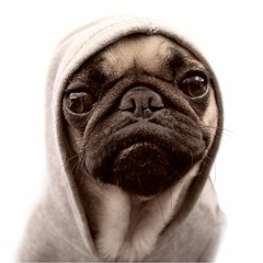 CM Volume IX - Happy Birthday Pugz (Grant Jenkins)