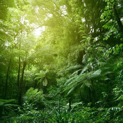 Jungle Forest