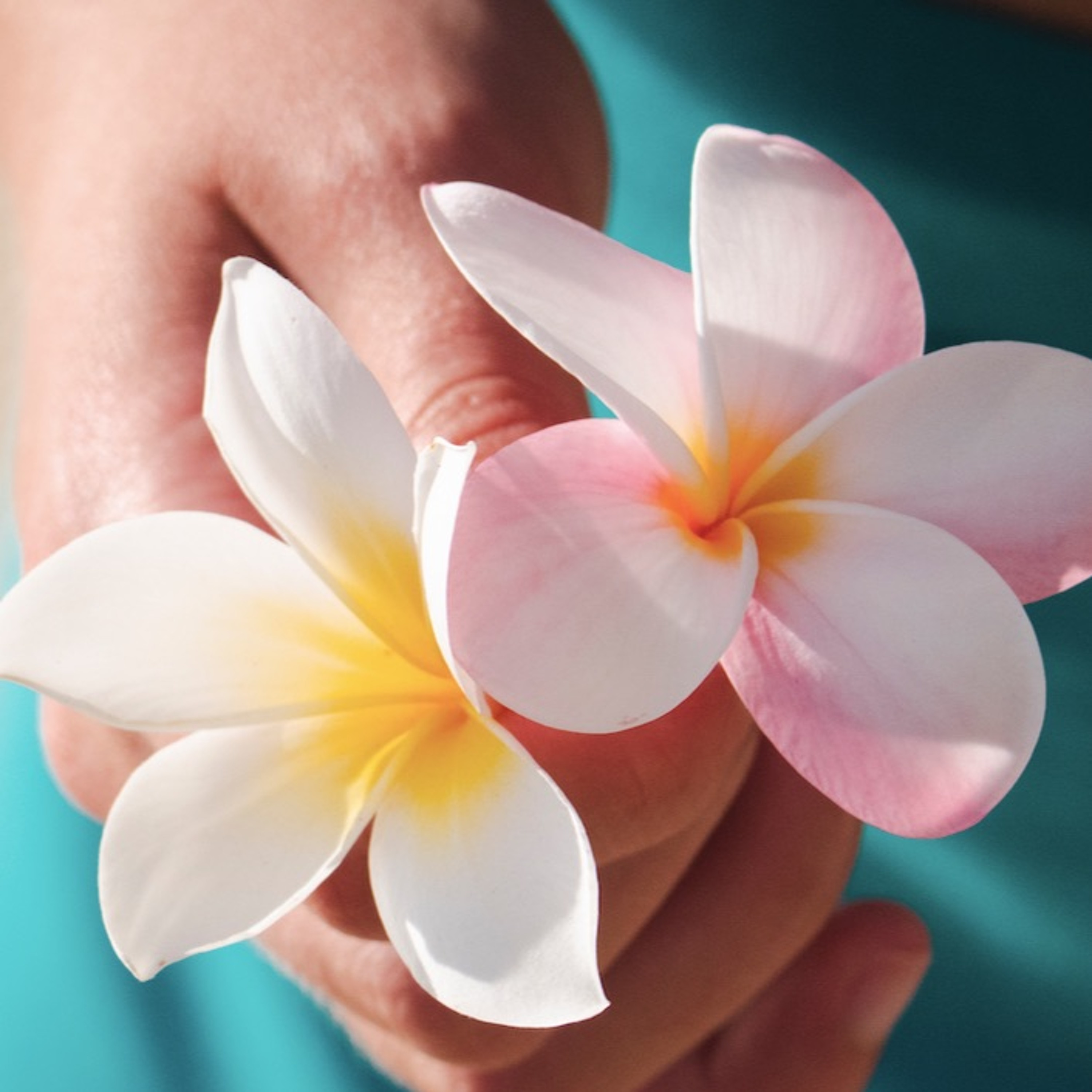 Episodio 51 - Meditación - Libro Frangipani
