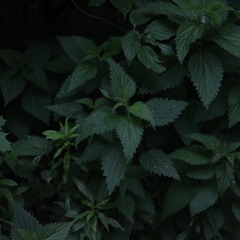 The Gathering of Nettles