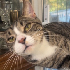 for you (novastackz, juniorislost)