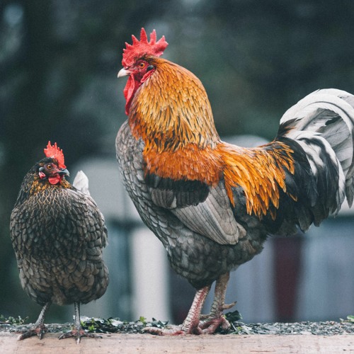 Stream episode Roosters as Pets by Amy E. Feldman podcast Listen