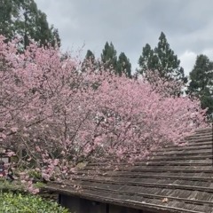 九族文化村：日月潭櫻花季.mp3