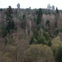 230408 Ambiance Forestiere Chevreuils