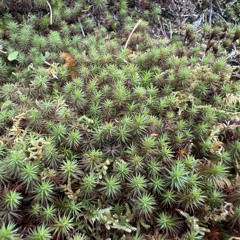 grass of the k02