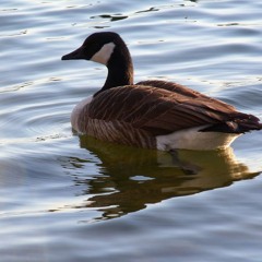 Kaupunkiluonto: vieraslajit