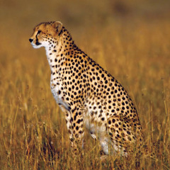 Cheetah (prod. passtheball + jahh)